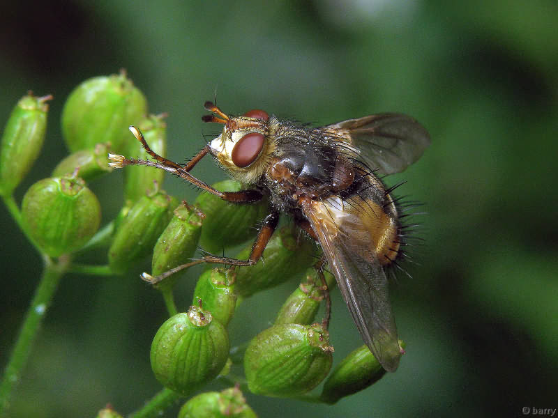 Tachina fera
